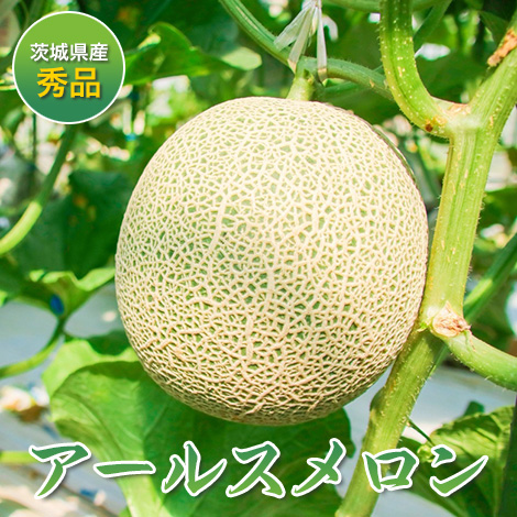 生産者さんのアールスメロン事前予約開始!